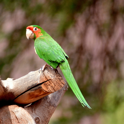 Mitred Parakeet